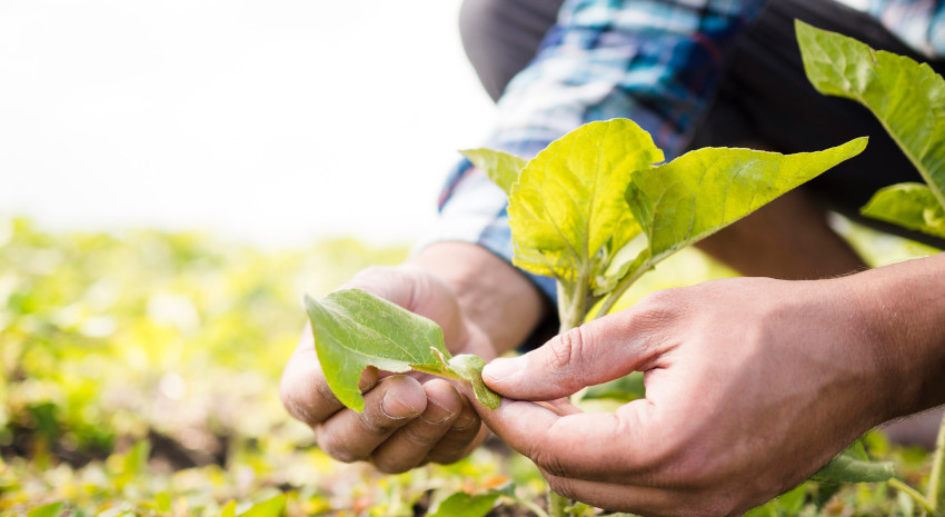 AGRICULTURA SOSTENIBLE